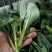 广东尖叶菜毛