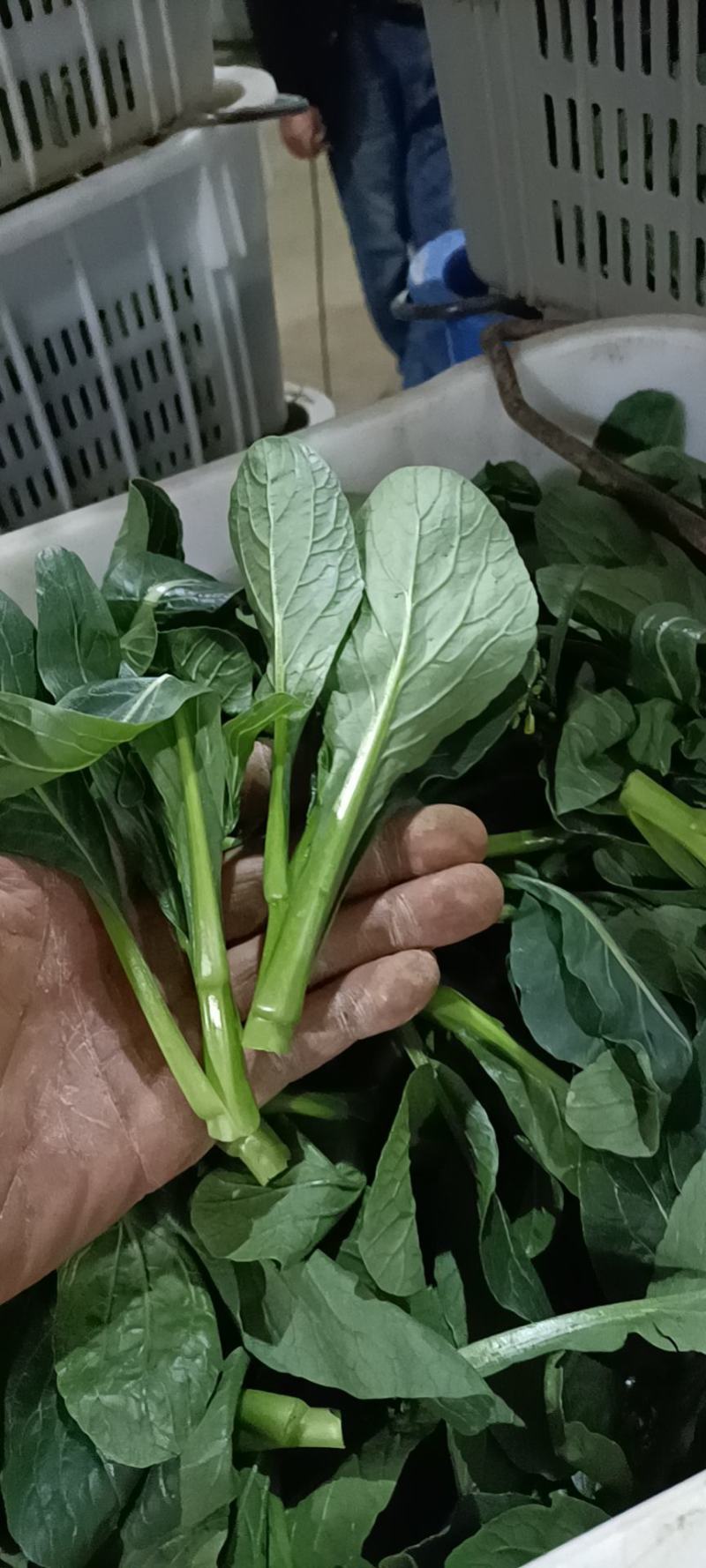 广东尖叶菜毛