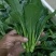 广东尖叶菜毛