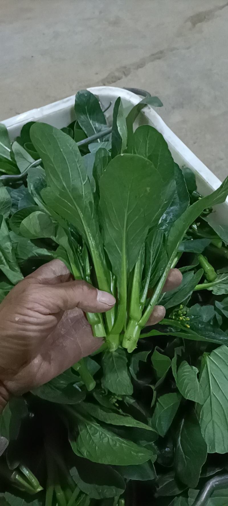 广东尖叶菜毛