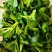广东尖叶菜毛