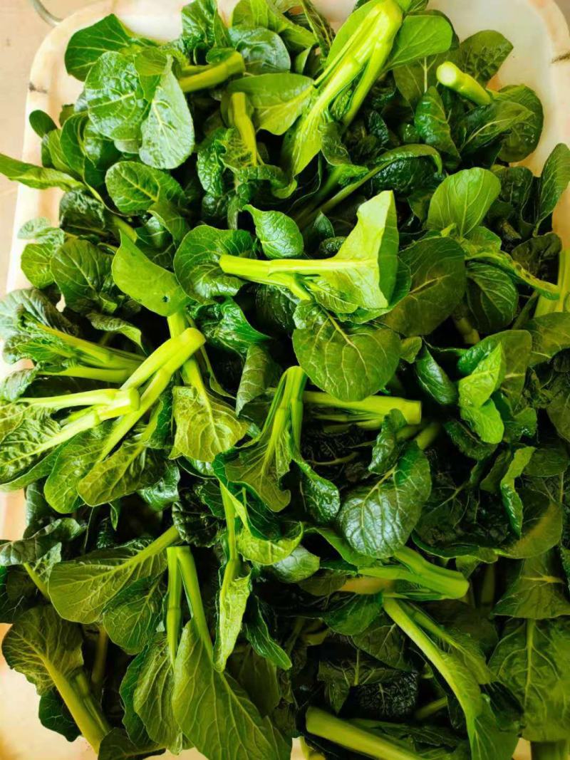 广东尖叶菜毛