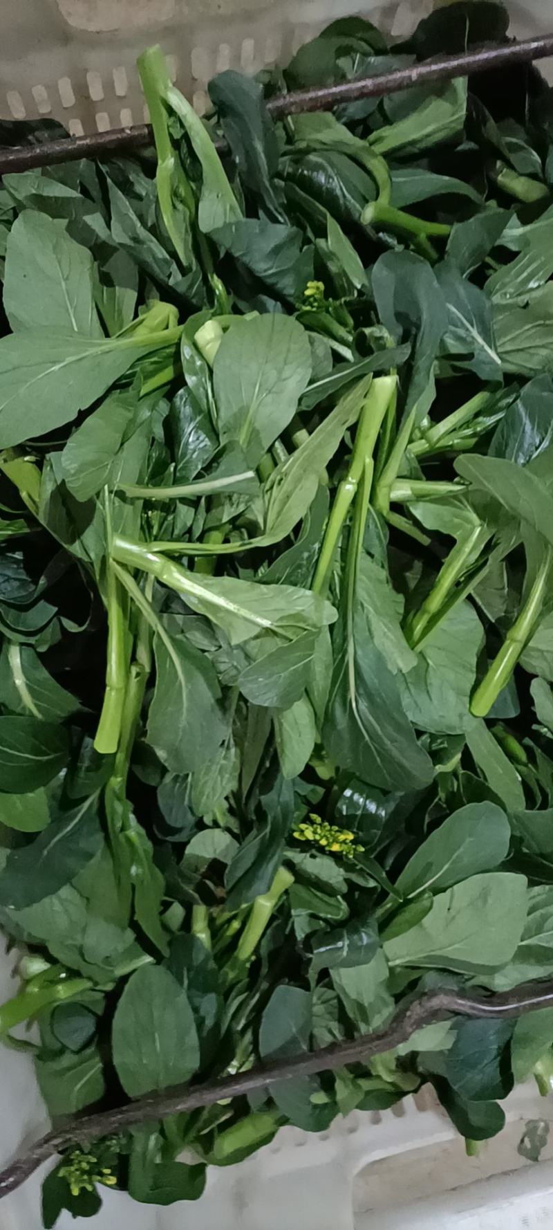 广东尖叶菜毛
