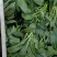 广东尖叶菜毛