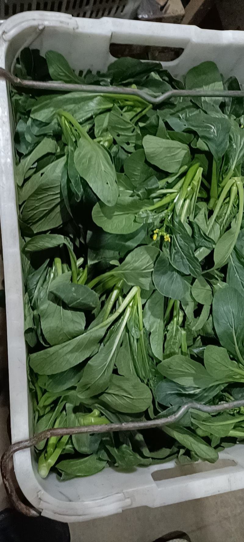 广东尖叶菜毛