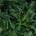 广东尖叶菜毛