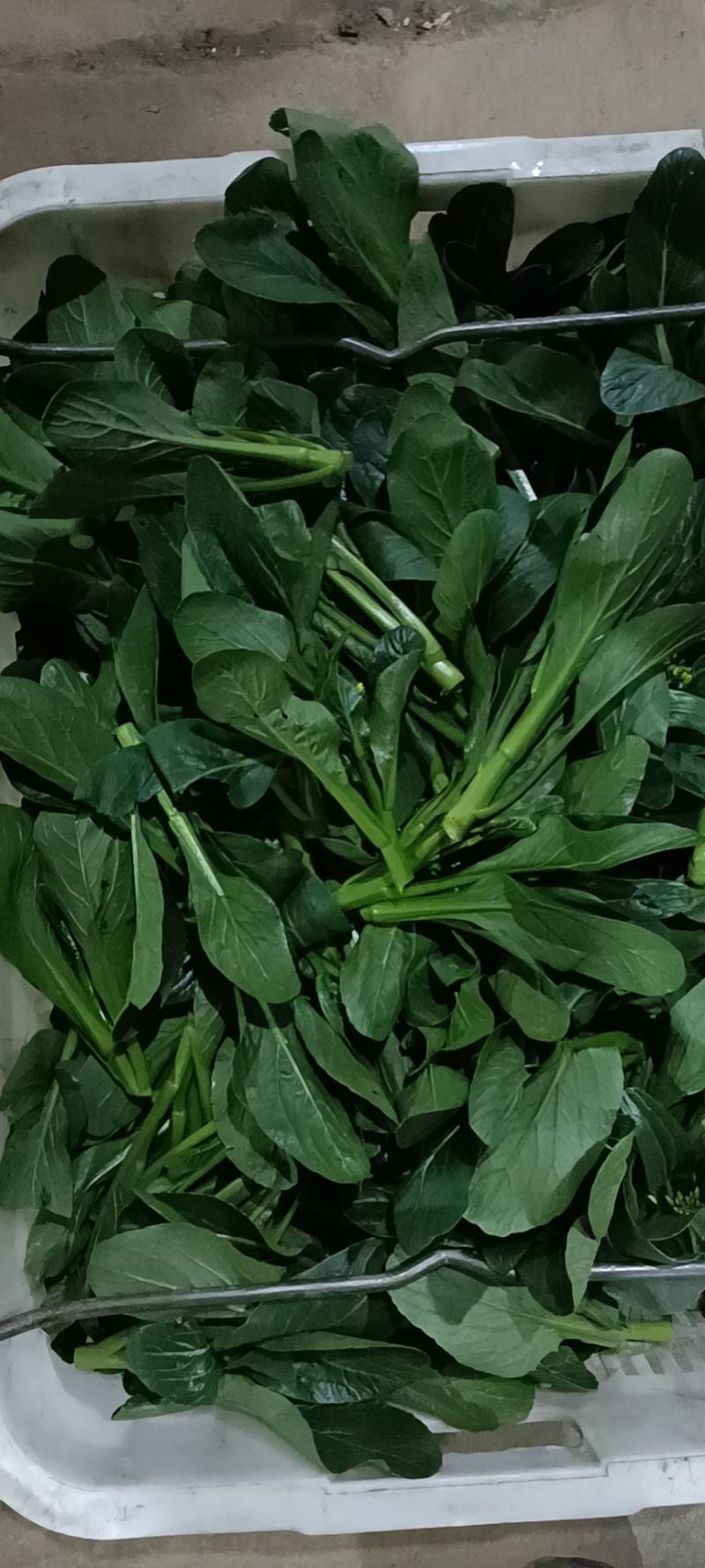 广东尖叶菜毛