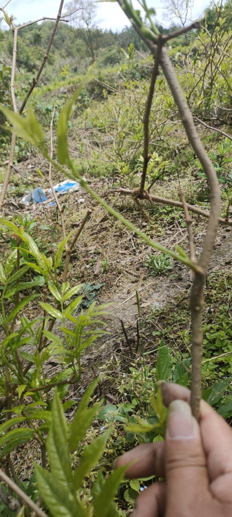 红茶龙须茶嫩芽明前野生自产自销回味悠长