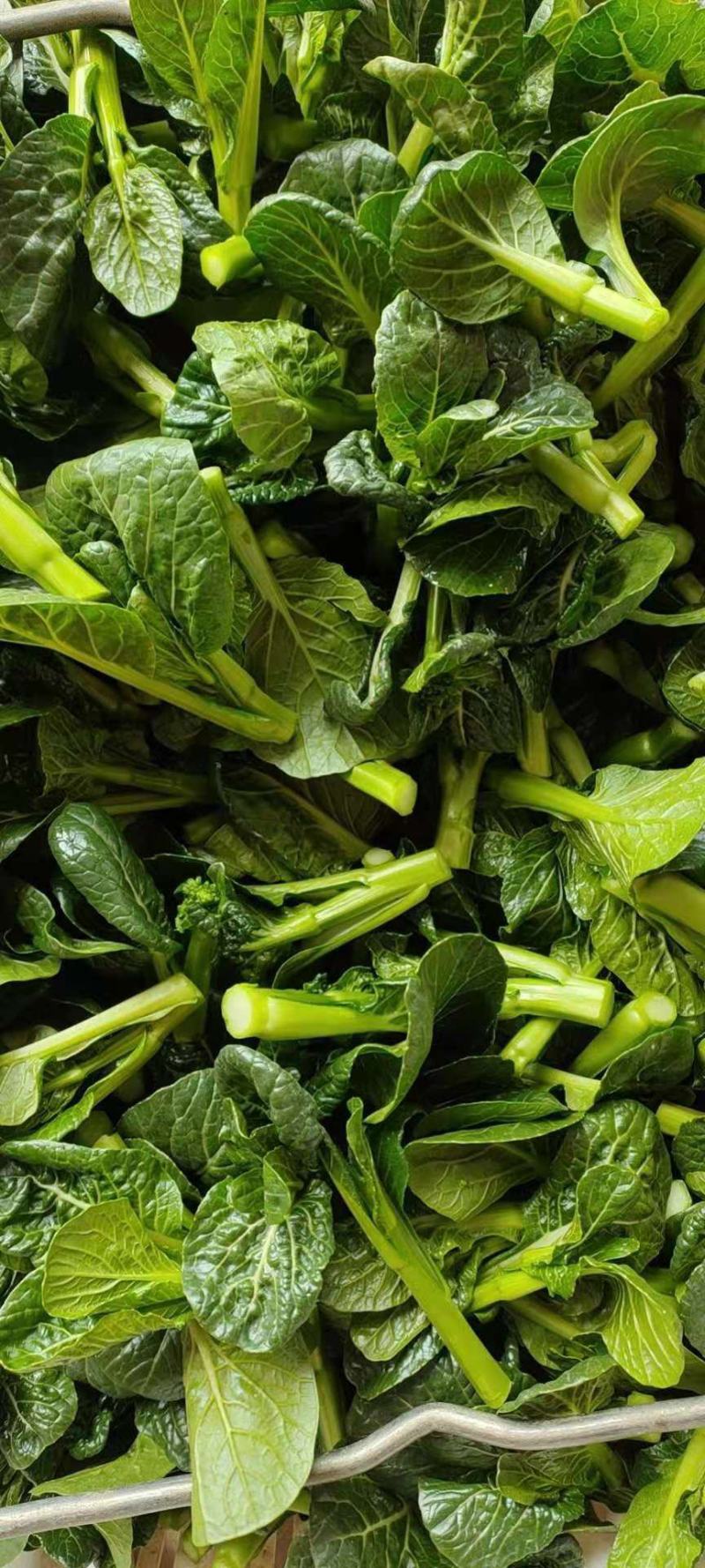 广东尖叶菜毛