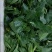 广东尖叶菜毛