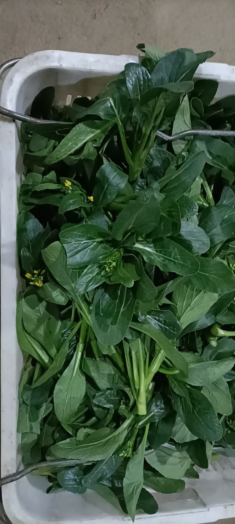 广东尖叶菜毛