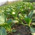 广东尖叶菜毛
