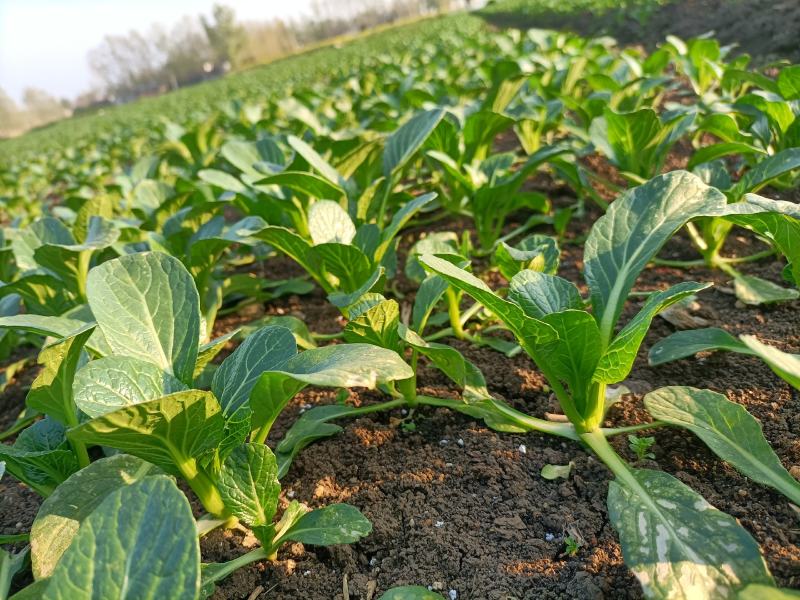 广东尖叶菜毛