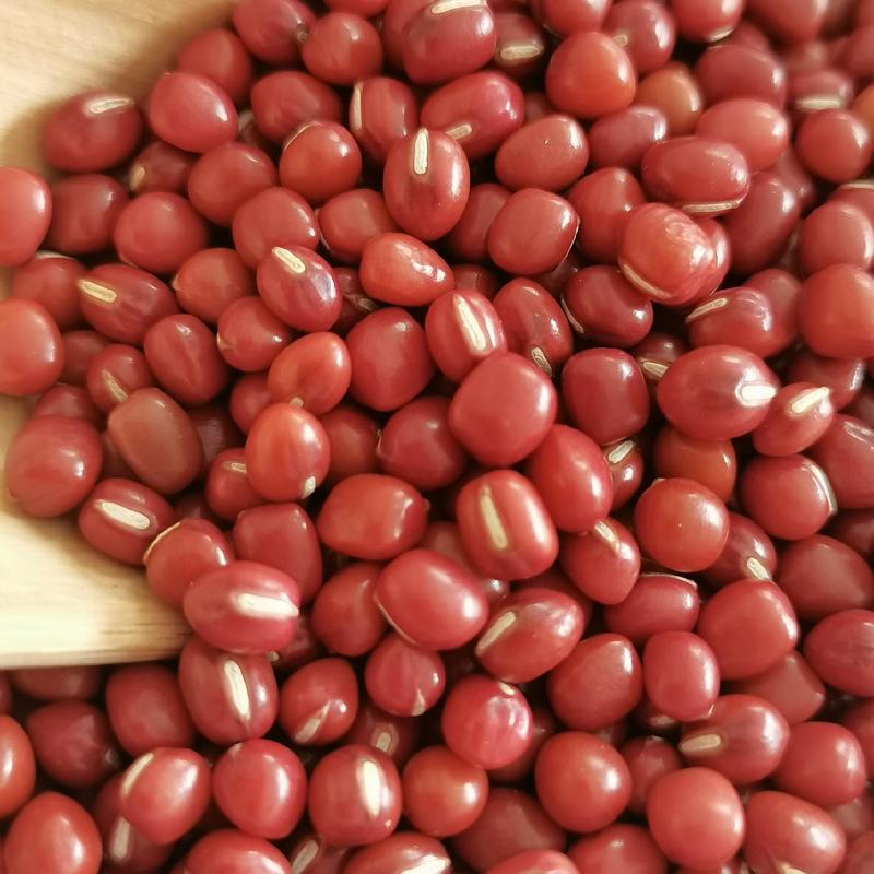 东北红小豆日本红/农安红小红豆用于食品加工，低温烘焙用料