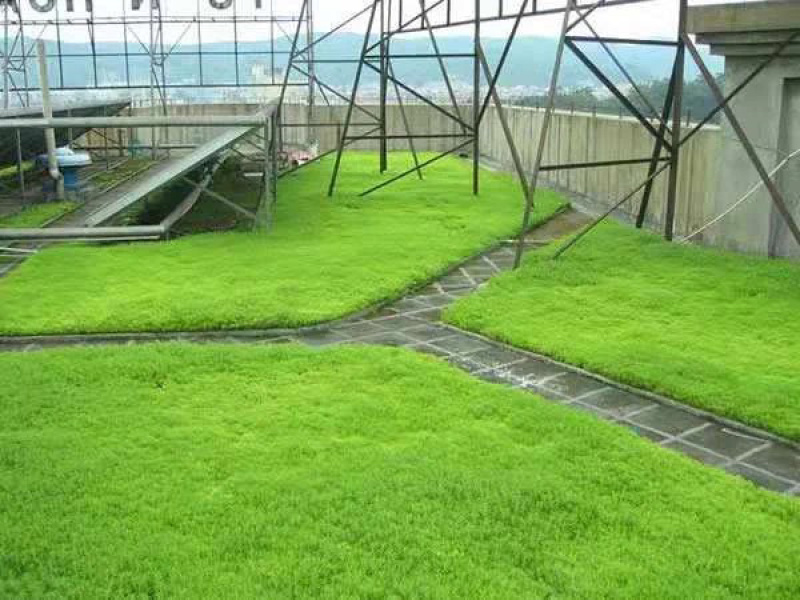 四季青草种四季青草子四季青草坪种子四季常青