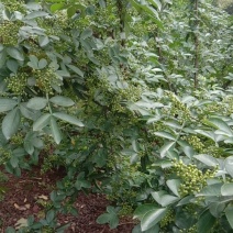 九叶青干花椒，鲜花椒