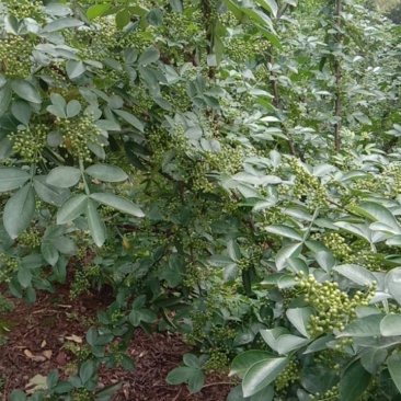 九叶青干花椒，鲜花椒