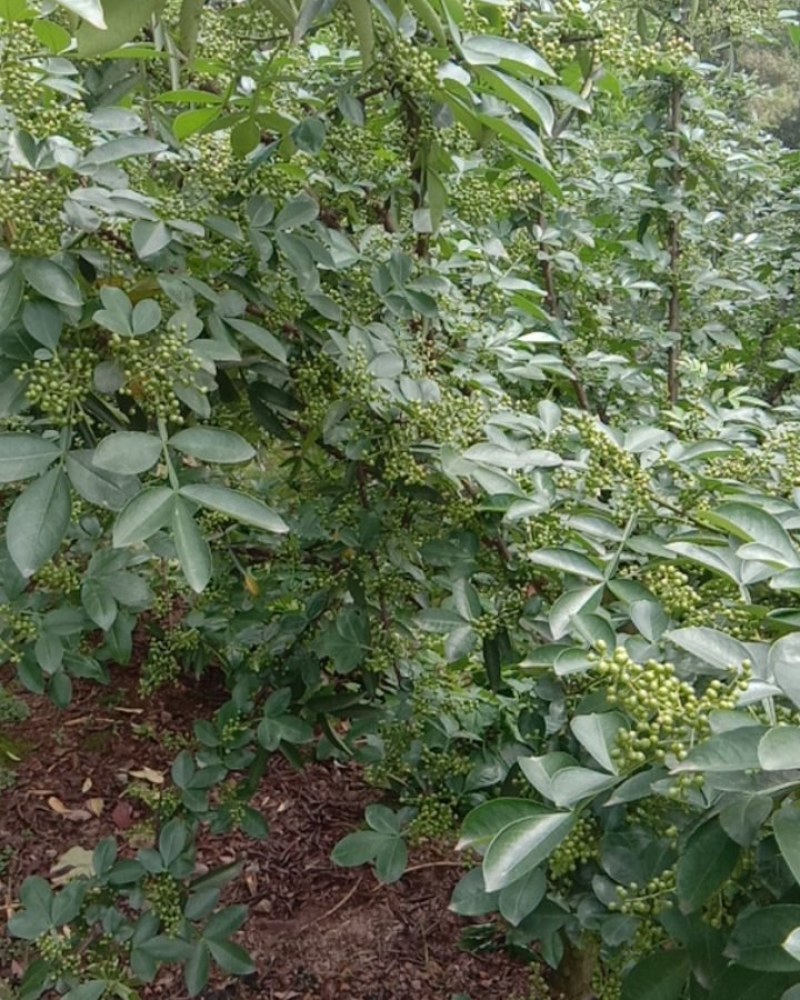九叶青干花椒，鲜花椒