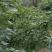 九叶青干花椒，鲜花椒