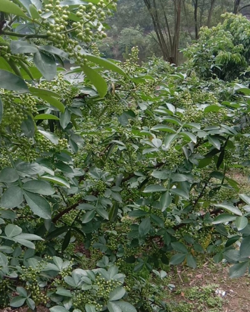 九叶青干花椒，鲜花椒