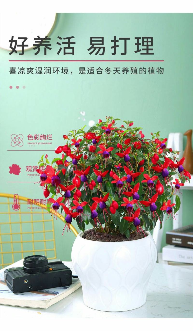 【倒挂金钟】灯笼花大苗盆栽带花苞发货四季开花【倒挂金钟】