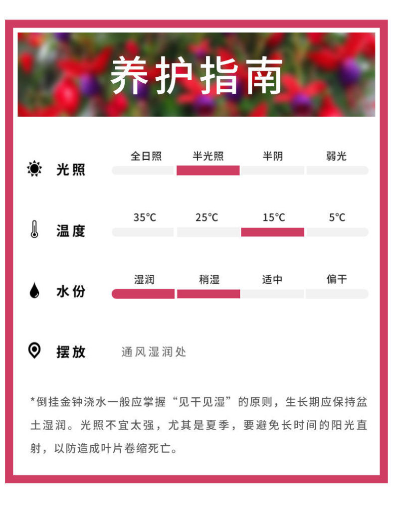 【倒挂金钟】灯笼花大苗盆栽带花苞发货四季开花【倒挂金钟】