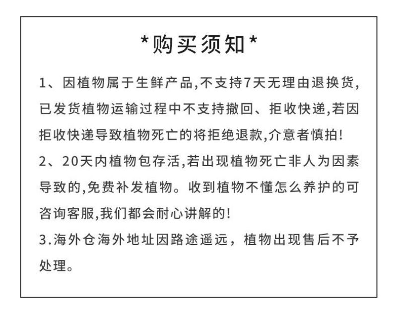 【倒挂金钟】灯笼花大苗盆栽带花苞发货四季开花【倒挂金钟】