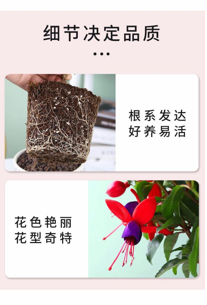 【倒挂金钟】灯笼花大苗盆栽带花苞发货四季开花【倒挂金钟】