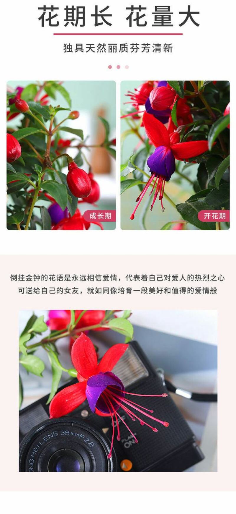 【倒挂金钟】灯笼花大苗盆栽带花苞发货四季开花【倒挂金钟】