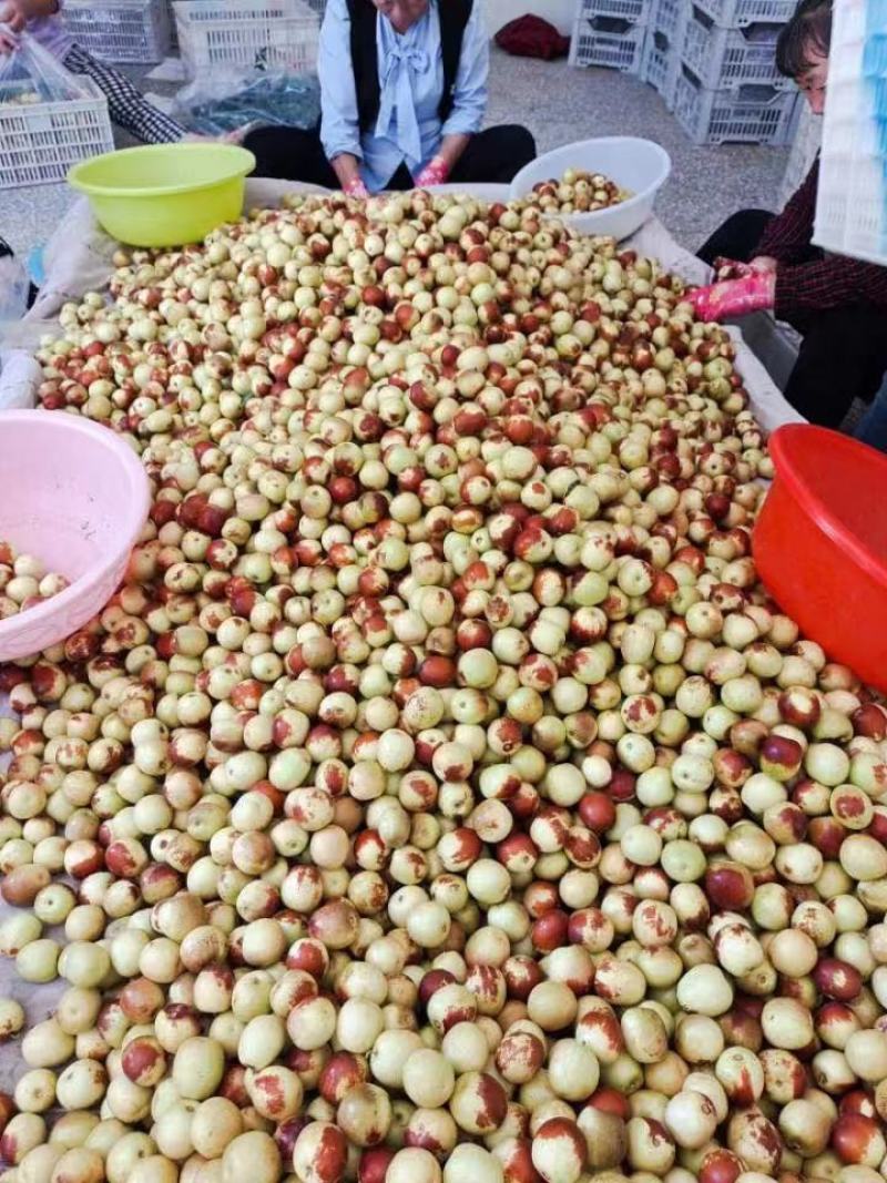 陕西大荔冬枣，产地直供，支持一件代发，支持电商合作