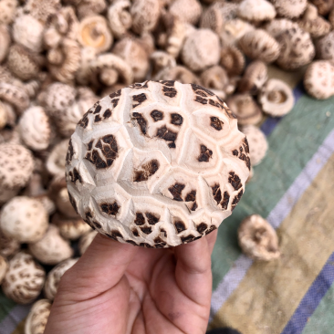 河南泌阳花菇干货肉厚冬菇肉质细产地一手货源批发