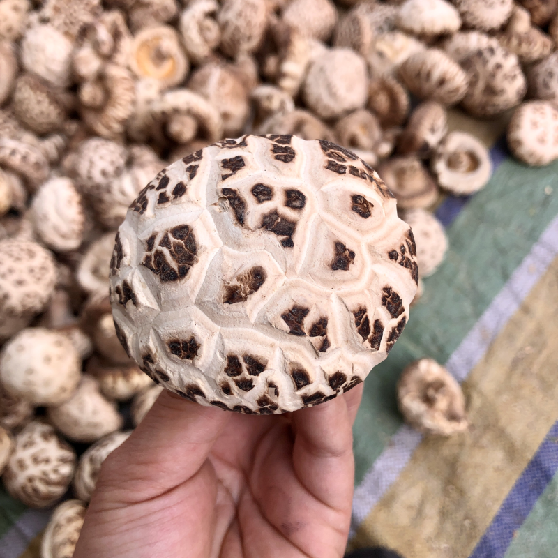 河南泌阳花菇干货肉厚冬菇肉质细产地一手货源批发