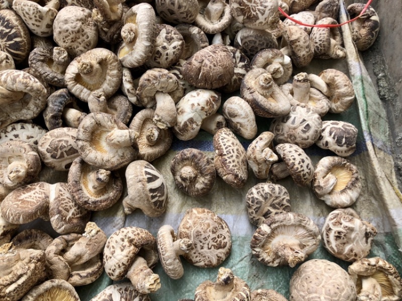 河南泌阳花菇干货肉厚冬菇肉质细产地一手货源批发
