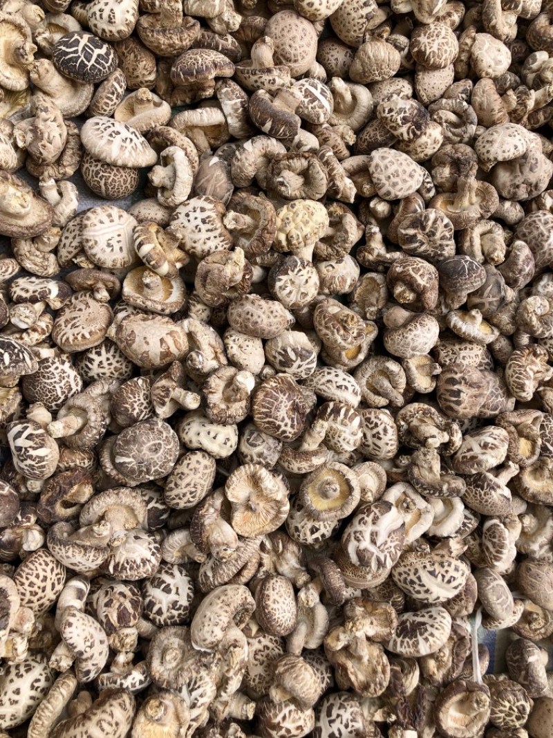 河南泌阳花菇干货肉厚冬菇肉质细产地一手货源批发