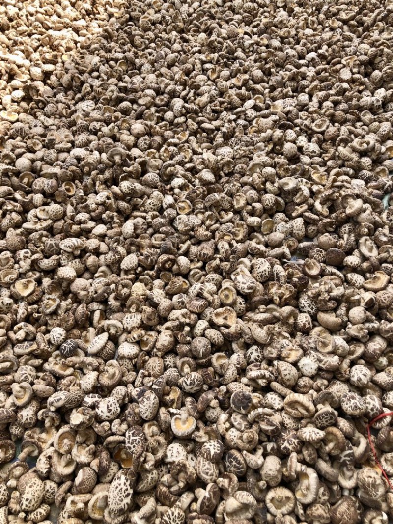 河南泌阳花菇干货肉厚冬菇肉质细产地一手货源批发