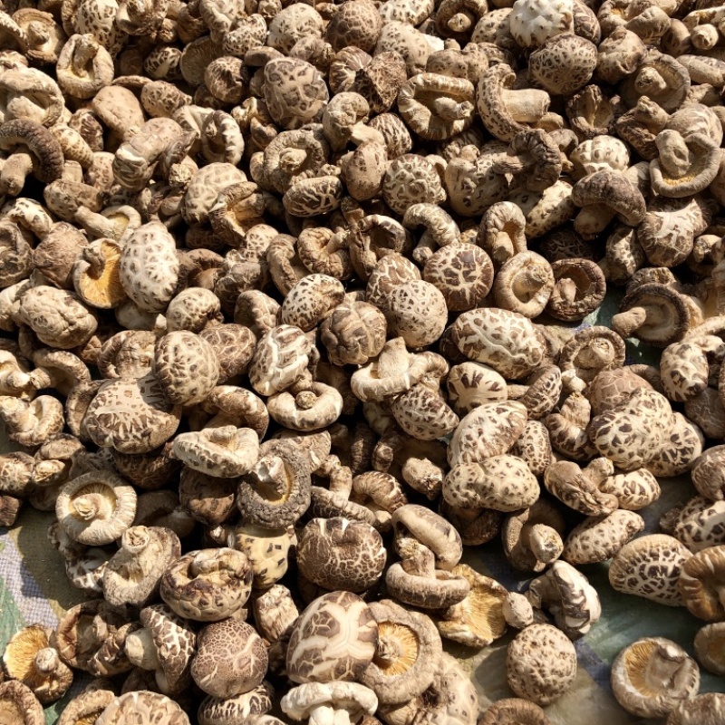 河南泌阳花菇干货肉厚冬菇肉质细产地一手货源批发