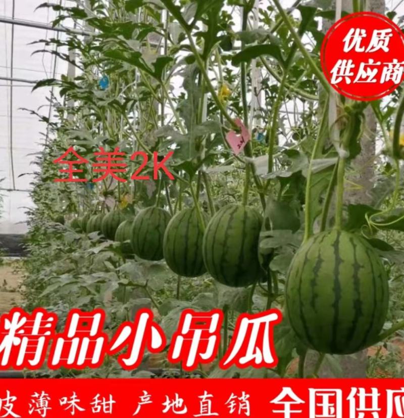 全美2k，2k小吊瓜，冰糖籽小糖丸手剥皮牛奶爆瓜一手货源