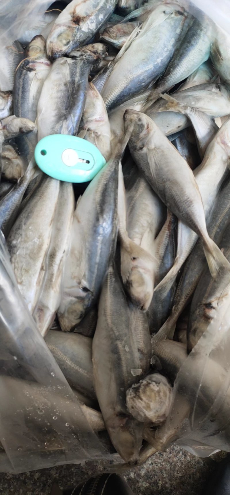 原料巴浪鱼！铁拖