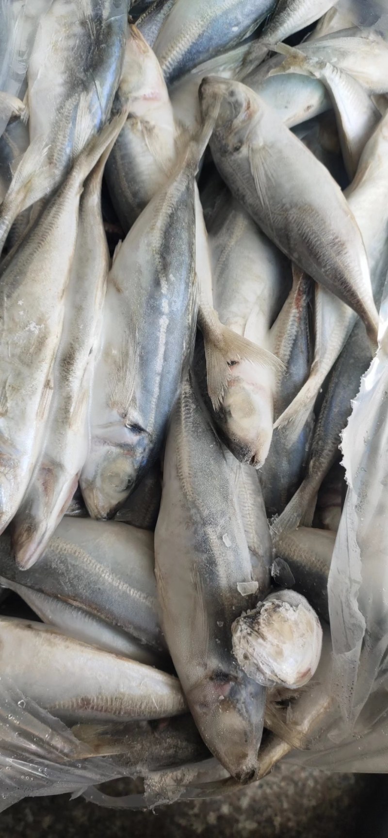 原料巴浪鱼！铁拖