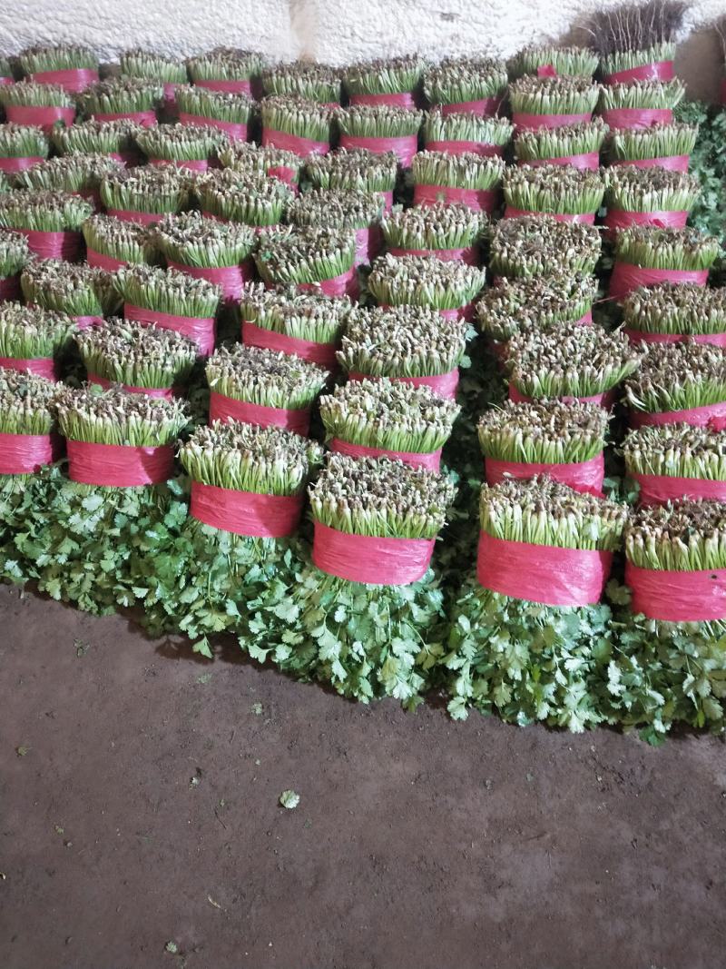 供应脱水香菜，质优价廉，一手货源，量大从优，欢迎来电咨询