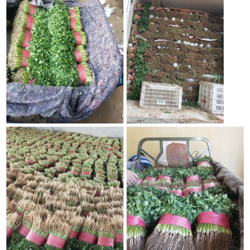 山东泰安精品大叶香菜大量上市，质优价廉，一手货源，