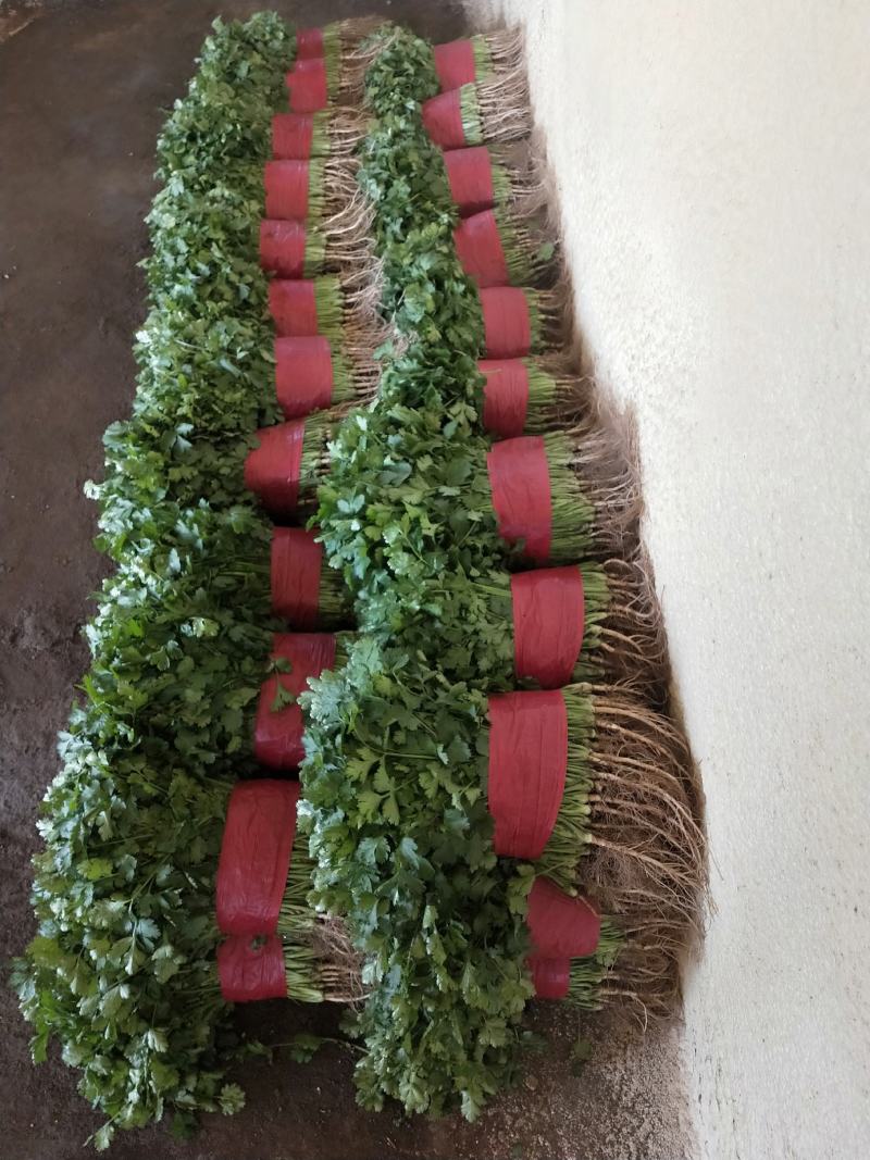 山东泰安精品大叶香菜大量上市，质优价廉，一手货源，