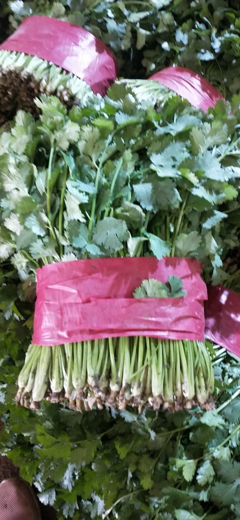 山东泰安精品大叶香菜大量上市，质优价廉，一手货源，