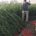 夹竹桃，高度50至2米，自家苗圃货源，营养杯苗，地苗