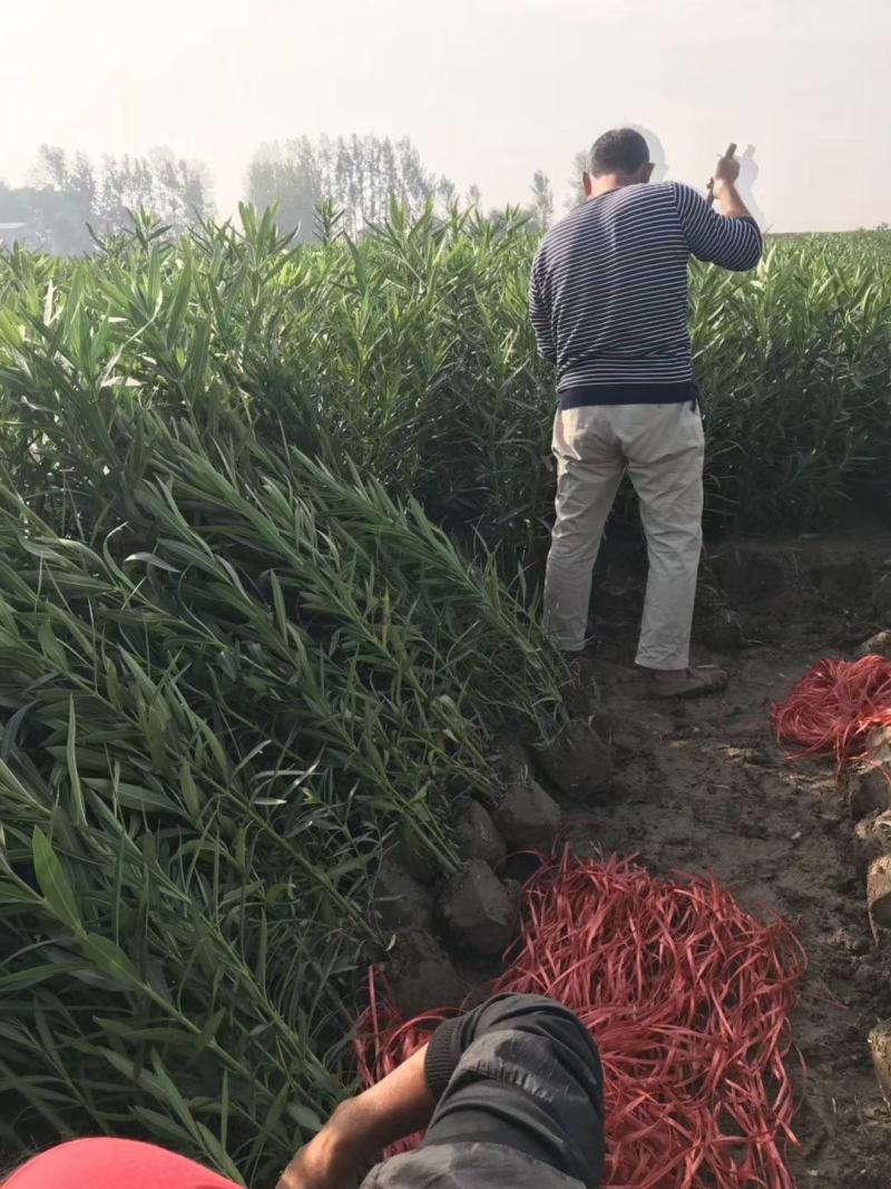 夹竹桃，高度50至2米，自家苗圃货源，营养杯苗，地苗