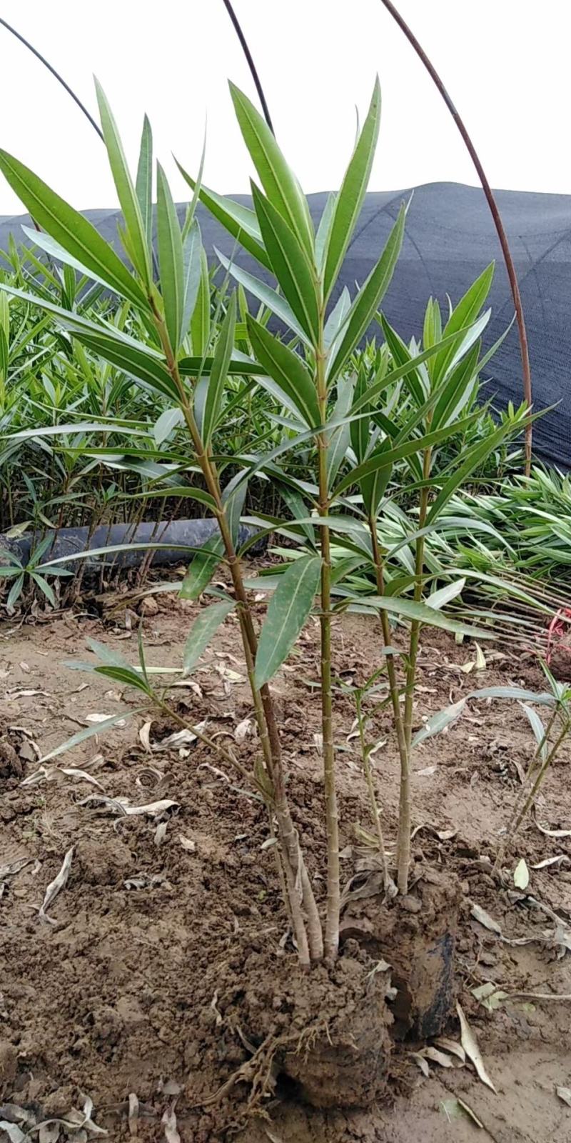 夹竹桃，高度50至2米，自家苗圃货源，营养杯苗，地苗