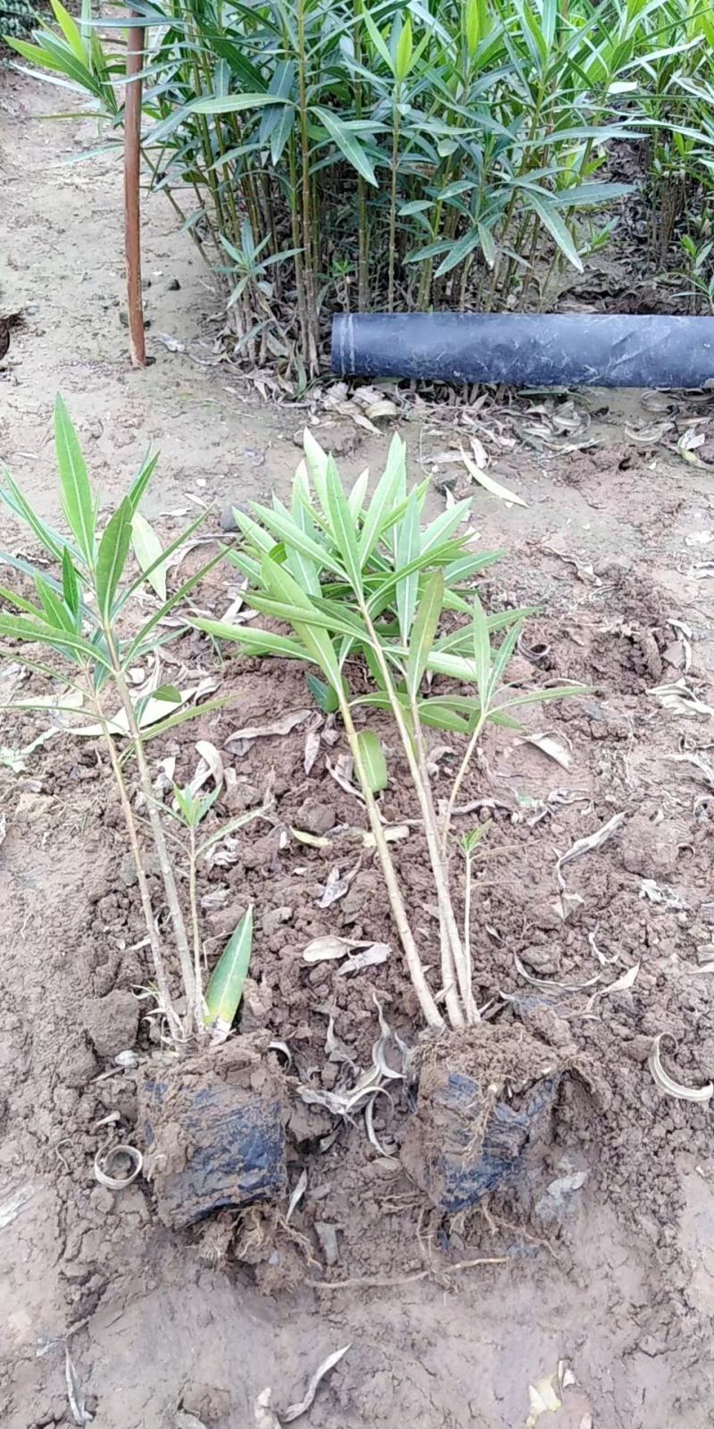 夹竹桃，高度50至2米，自家苗圃货源，营养杯苗，地苗