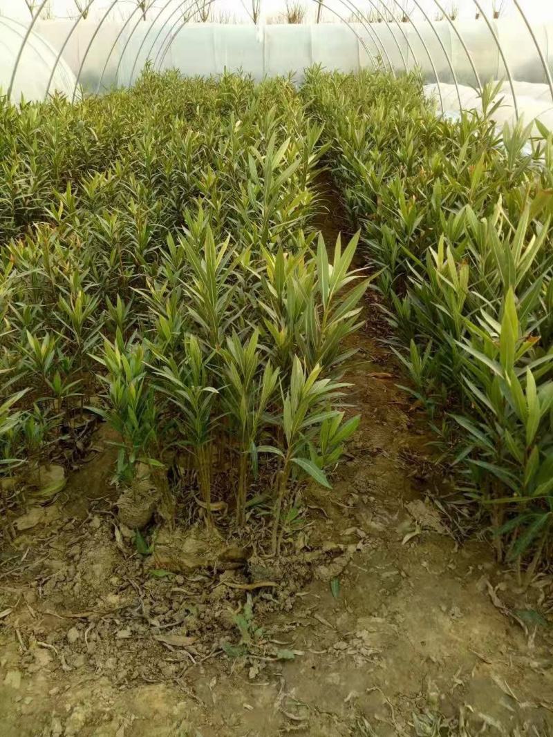 夹竹桃，高度50至2米，自家苗圃货源，营养杯苗，地苗