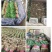 精品大叶香菜，质优价廉，一手货源，产地直发全国发货