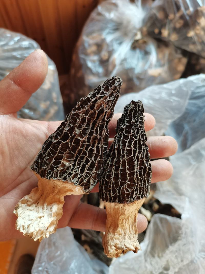 羊肚菌干品